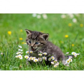 Fototapetas Katinėlis su gėlėmis 400x270 cm